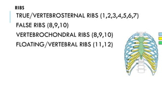 Bony_thorax updated.pptx anatomy presentation. | PPTX