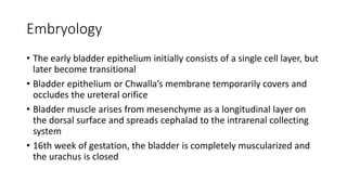 Embryology
• The early bladder epithelium initially consists of a single cell layer, but
later become transitional
• Bladder epithelium or Chwalla’s membrane temporarily covers and
occludes the ureteral orifice
• Bladder muscle arises from mesenchyme as a longitudinal layer on
the dorsal surface and spreads cephalad to the intrarenal collecting
system
• 16th week of gestation, the bladder is completely muscularized and
the urachus is closed
 