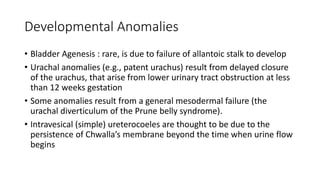 Developmental Anomalies
• Bladder Agenesis : rare, is due to failure of allantoic stalk to develop
• Urachal anomalies (e.g., patent urachus) result from delayed closure
of the urachus, that arise from lower urinary tract obstruction at less
than 12 weeks gestation
• Some anomalies result from a general mesodermal failure (the
urachal diverticulum of the Prune belly syndrome).
• Intravesical (simple) ureterocoeles are thought to be due to the
persistence of Chwalla’s membrane beyond the time when urine flow
begins
 