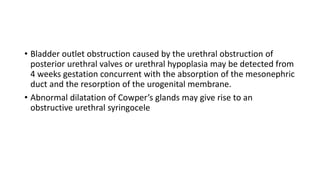• Bladder outlet obstruction caused by the urethral obstruction of
posterior urethral valves or urethral hypoplasia may be detected from
4 weeks gestation concurrent with the absorption of the mesonephric
duct and the resorption of the urogenital membrane.
• Abnormal dilatation of Cowper’s glands may give rise to an
obstructive urethral syringocele
 