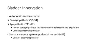 Bladder Innervation
• Autonomic nervous system
Parasympathetic (S2–S4)
Sympathetic (T11–L2)
• Inhibit parasympathetic to allow detrusor relaxation and expansion
• Constrict internal sphincter
• Somatic nervous system (pudendal nerve(S1–S4)
• Control external sphincter
 