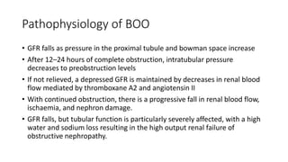 Pathophysiology of BOO
• GFR falls as pressure in the proximal tubule and bowman space increase
• After 12–24 hours of complete obstruction, intratubular pressure
decreases to preobstruction levels
• If not relieved, a depressed GFR is maintained by decreases in renal blood
flow mediated by thromboxane A2 and angiotensin II
• With continued obstruction, there is a progressive fall in renal blood flow,
ischaemia, and nephron damage.
• GFR falls, but tubular function is particularly severely affected, with a high
water and sodium loss resulting in the high output renal failure of
obstructive nephropathy.
 