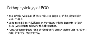 Pathophysiology of BOO
• The pathophysiology of this process is complex and incompletely
understood.
• Long-term bladder dysfunction may plague these patients in their
daily lives despite relieving the obstruction.
• Obstruction impacts renal concentrating ability, glomerular ﬁltration
rate, and renal morphology.
 