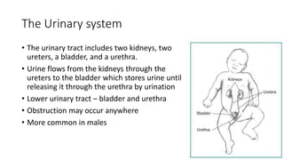The Urinary system
• The urinary tract includes two kidneys, two
ureters, a bladder, and a urethra.
• Urine flows from the kidneys through the
ureters to the bladder which stores urine until
releasing it through the urethra by urination
• Lower urinary tract – bladder and urethra
• Obstruction may occur anywhere
• More common in males
 