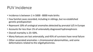 PUV Incidence
• Incidence is between 1 in 5000 - 8000 male births
• Few familial cases recorded, including in siblings, but no established
genetic predisposition
• Represent 10% of urological anomalies detected by prenatal U/S in Europe
• Accounts for less than 1% of antenatally diagnosed hydronephrosis
• Overall mortality is 25–50%.
• Many foetuses are lost antenatally, and 45% of survivors have renal failure
• Other associated anomalies = chromosomal abnormalities, and some
deformations related to the oligohydramnios.
 