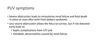 PUV symptoms
• Severe obstruction leads to intrauterine renal failure and fetal death
in utero or soon after birth from potters syndrome.
• Less severe obstruction allows the fetus to survive, but if not detected
early leads to
• Septic complications from UTI and
• metabolic abnormalities caused by renal failure
 