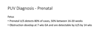 PUV Diagnosis - Prenatal
Fetus
• Prenatal U/S detects 80% of cases, 50% between 16-20 weeks
• Obstruction develop at 7 wks GA and are detectable by U/S by 14 wks
 