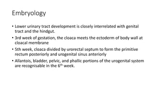 Embryology
• Lower urinary tract development is closely interrelated with genital
tract and the hindgut.
• 3rd week of gestation, the cloaca meets the ectoderm of body wall at
cloacal membrane
• 5th week, cloaca divided by urorectal septum to form the primitive
rectum posteriorly and urogenital sinus anteriorly
• Allantois, bladder, pelvic, and phallic portions of the urogenital system
are recognisable in the 6th week.
 