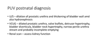 PUV postnatal diagnosis
• U/S – dilation of prostatic urethra and thickening of bladder wall amd
also hydronephrosis
• VCUG – dilated prostatic urethra, valve leaflets, detrusor hypertrophy,
bladder diverticula, bladder neck hypertrophy, narrow penile urethra
stream and probably incomplete emptying
• Renal scan – assess kidney function
 