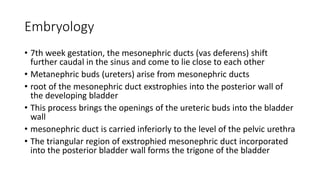 Embryology
• 7th week gestation, the mesonephric ducts (vas deferens) shift
further caudal in the sinus and come to lie close to each other
• Metanephric buds (ureters) arise from mesonephric ducts
• root of the mesonephric duct exstrophies into the posterior wall of
the developing bladder
• This process brings the openings of the ureteric buds into the bladder
wall
• mesonephric duct is carried inferiorly to the level of the pelvic urethra
• The triangular region of exstrophied mesonephric duct incorporated
into the posterior bladder wall forms the trigone of the bladder
 