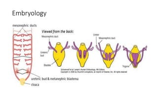 Embryology
 
