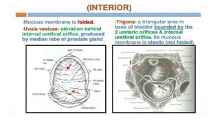 BOO an overview of bladder out let obstruction.pptx