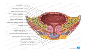BOO an overview of bladder out let obstruction.pptx