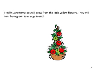 6
Finally, Jane tomatoes will grow from the little yellow flowers. They will
turn from green to orange to red!
 
