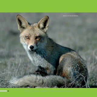 12178 Doñana (F).qxd   29/5/08   14:51   Página 36




                                                                                 Zorro en la Vera de Doñana.




        36                       © CSIC © del autor o autores / Todos los derechos reservados
 