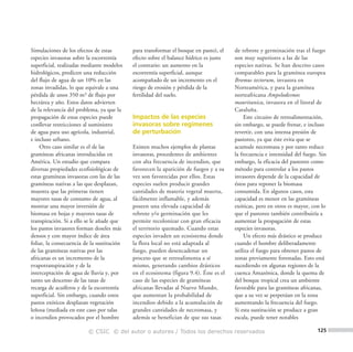 13143 - especies inv (F) reed4.qxd        2/10/08     13:30   Página 125




          Simulaciones de los efectos de estas         para transformar el bosque en pasto), el    de rebrote y germinación tras el fuego
          especies invasoras sobre la escorrentía      efecto sobre el balance hídrico es justo    son muy superiores a las de las
          superficial, realizadas mediante modelos     el contrario: un aumento en la              especies nativas. Se han descrito casos
          hidrológicos, predicen una reducción         escorrentía superficial, aunque             comparables para la gramínea europea
          del flujo de agua de un 10% en las           acompañado de un incremento en el           Bromus tectorum, invasora en
          zonas invadidas, lo que equivale a una       riesgo de erosión y pérdida de la           Norteamérica, y para la gramínea
          pérdida de unos 350 m3 de flujo por          fertilidad del suelo.                       norteafricana Ampelodesmos
          hectárea y año. Estos datos advierten                                                    mauritanica, invasora en el litoral de
          de la relevancia del problema, ya que la                                                 Cataluña.
          propagación de estas especies puede          Impactos de las especies                         Este circuito de retroalimentación,
          conllevar restricciones al suministro        invasoras sobre regímenes                   sin embargo, se puede frenar, e incluso
          de agua para uso agrícola, industrial,       de perturbación                             revertir, con una intensa presión de
          e incluso urbano.                                                                        pastoreo, ya que éste evita que se
              Otro caso similar es el de las           Existen muchos ejemplos de plantas          acumule necromasa y por tanto reduce
          gramíneas africanas introducidas en          invasoras, procedentes de ambientes         la frecuencia e intensidad del fuego. Sin
          América. Un estudio que compara              con alta frecuencia de incendios, que       embargo, la eficacia del pastoreo como
          diversas propiedades ecofisiológicas de      favorecen la aparición de fuegos y a su     método para controlar a los pastos
          estas gramíneas invasoras con las de las     vez son favorecidas por ellos. Estas        invasores depende de la capacidad de
          gramíneas nativas a las que desplazan,       especies suelen producir grandes            éstos para reponer la biomasa
          muestra que las primeras tienen              cantidades de materia vegetal muerta,       consumida. En algunos casos, esta
          mayores tasas de consumo de agua, al         fácilmente inflamable, y además             capacidad es menor en las gramíneas
          mostrar una mayor inversión de               poseen una elevada capacidad de             exóticas, pero en otros es mayor, con lo
          biomasa en hojas y mayores tasas de          rebrote y/o germinación que les             que el pastoreo también contribuiría a
          transpiración. Si a ello se le añade que     permite recolonizar con gran eficacia       aumentar la propagación de estas
          los pastos invasores forman doseles más      el territorio quemado. Cuando estas         especies invasoras.
          densos y con mayor índice de área            especies invaden un ecosistema donde             Un efecto más drástico se produce
          foliar, la consecuencia de la sustitución    la flora local no está adaptada al          cuando el hombre deliberadamente
          de las gramíneas nativas por las             fuego, pueden desencadenar un               utiliza el fuego para obtener pastos de
          africanas es un incremento de la             proceso que se retroalimenta a sí           zonas previamente forestadas. Esto está
          evapotranspiración y de la                   mismo, generando cambios drásticos          sucediendo en algunas regiones de la
          interceptación de agua de lluvia y, por      en el ecosistema (figura 9.4). Éste es el   cuenca Amazónica, donde la quema de
          tanto un descenso de las tasas de            caso de las especies de gramíneas           del bosque tropical crea un ambiente
          recarga de acuíferos y de la escorrentía     africanas llevadas al Nuevo Mundo,          favorable para las gramíneas africanas,
          superficial. Sin embargo, cuando estos       que aumentan la probabilidad de             que a su vez se perpetúan en la zona
          pastos exóticos desplazan vegetación         incendios debido a la acumulación de        aumentando la frecuencia del fuego.
          leñosa (mediada en este caso por talas       grandes cantidades de necromasa, y          Si esta sustitución se produce a gran
          o incendios provocados por el hombre         además se benefician de que sus tasas       escala, puede tener notables

                                   © CSIC © del autor o autores / Todos los derechos reservados                                         125
 