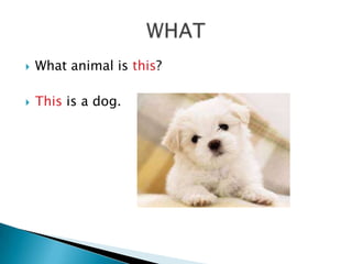    What animal is this?

   This is a dog.
 