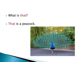    What is that?

   That is a peacock.
 