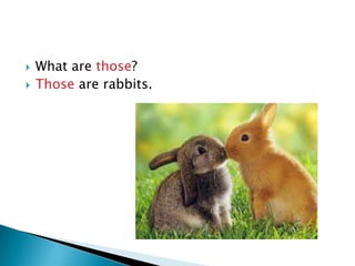    What are those?
   Those are rabbits.
 