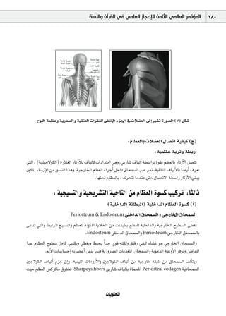 ‫ﺍﻟﻤﺆﺗﻤﺮ ﺍﻟﻌﺎﻟﻤﻲ ﺍﻟﺜﺎﻣﻦ ﻟﻺﻋﺠﺎﺯ ﺍﻟﻌﻠﻤﻲ ﻓﻲ ﺍﻟﻘﺮﺁﻥ ﻭﺍﻟﺴﻨﺔ‬                 280




      ìƒ∏dG áª¶Yh ájQó°üdGh á«≤æ©dG äGô≤Ø∏d »Ø∏ÿG Aõ÷G ‘ äÓ°†©dG ¤EG Ò°ûJ IQƒ°üdG (7) πµ°T


                                                            :ΩÉ¶©dÉH äÓ°†©dG ∫É°üJG á«Ø«c (ê)
                                                                            :á«ª¶Y ájôJh á£HQCG
»àdG , (á«æ«L’ƒµdG) IôFÉ¨dG QÉJhCÓd ±É«dC’ äGOGóàeG »gh ,»HQÉ°T ±É«dCG á£°SGƒH Iƒ≤H º¶©dÉH QÉJhC’G π°üàJ
ÚµŸG AÉ°SQE’G øe ≥°ùædG Gògh .á«LQÉÿG º¶©dG AGõLCG πNGO ¥Éëª°ùdG ÈY ô“ ,áÑbÉãdG ±É«dC’ÉH Ék °†jCG ±ô©J
                                          .É¡à– ΩÉ¶©dÉH , ∑ôëàJ ÉeóæY ≈àM ∫É°üJ’G áî°SGQ QÉJhC’G »≤Ñj

                : á«é«°ùædGh á«ëjô°ûàdG á«MÉædG øe ΩÉ¶©dG Iƒ°ùc Ö«côJ :ÉãdÉK
                                                (á«∏NGódG áfÉ£ÑdG) á«∏NGódG ΩÉ¶©dG Iƒ°ùc (CG)
                          Periosteum & Endosteum »∏NGódG ¥Éëª°ùdGh »LQÉÿG ¥Éëª°ùdG

≈YóJ »àdGh §HGôdG è«°ùædGh º¶©∏d áfƒµŸG ÉjÓÿG øe äÉ≤Ñ£H º¶©∏d á«∏NGódGh á«LQÉÿG ìƒ£°ùdG ≈£¨J
                                   .Endosteum »∏NGódG ¥Éëª°ùdGh Periosteum »LQÉÿG ¥Éëª°ùdÉH
GóY ΩÉ¶©dG ìƒ£°S πeÉc »°ùµjh »£¨jh §«ëj Gk óL …ƒb ¬æµdh ≥«bQ »Ø«d AÉ°ûZ ƒg »LQÉÿG ¥Éëª°ùdGh
          .⁄C’G äÉ°SÉ°ùMEG ¬HÉ°üYCG π≤æJ Éª«a ájQhô°†dG äÉjò¨ŸG ¥Éëª°ùdGh ájƒeódG á«YhC’G ôaƒJh π°UÉØŸG
ÚL’ƒµdG ±É«dCG ΩõM ¿EGh .á«Ø«∏dG äÉehQC’Gh ÚL’ƒµdG ±É«dCG øe á«LQÉN á≤ÑW øe ¥Éëª°ùdG ∞dCÉàjh
å«M º¶©dG ¢ùcôJÉe ¥ÎîJ Sharpey's ﬁbers »HQÉ°T ±É«dCÉH IÉª°ùŸG Periosteal collagen á«bÉëª°ùdG


                                               äÉjƒàëŸG
 