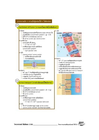 วิทยาศาสตร ชีววิทยา (130)___________________________ โครงการแบรนดซัมเมอรแคมป ปที่ 25
 