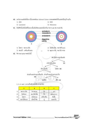 วิทยาศาสตร ชีววิทยา (164)___________________________ โครงการแบรนดซัมเมอรแคมป ปที่ 25
40. ออรแกเนลลชนิดใดภายในเซลลตอม Adrenal Cortex จะพบมากกวาในเซลลเยื่อบุขางแกม
1) SER 2) RER
3) Lysosome 4) Ribosome
41. สิ่งมีชีวิตในขอใดมีชั้นของเนื้อเยื่อคัพภะสอดคลองกับภาพ ก และ ข ตามลําดับ
ก ข
1) ไฮดรา พลานาเรีย 2) ไสเดือนดิน พยาธิตัวแบน
3) ฟองน้ํา เพรียงหัวหอม 4) พลานาเรีย พยาธิปากขอ
42. พิจารณาแผนภาพตอไปนี้
สัตวไมมีกระดูกสันหลัง
ลําตัวเปนปลอง (ก)
มีขาเปนขอ ไมมีขา (ข)
สวนหัวและสวนอกเชื่อมกัน
(ค)
สวนหัวและสวนอกแยกกัน
ไมมีปก มีปก (ง)
ก, ข, ค และ ง ควรเปนสัตวชนิดใด ตามลําดับ
ก ข ค ง
1) พลานาเรีย ดาวทะเล กุง ยุง
2) กัลปงหา พยาธิตัวตืด กั้ง แมลงดานา
3) ไฮดรา ปลิงทะเล เพรียงหิน ผีเสื้อ
4) ดอกไมทะเล ปลิงน้ําจืด ปู แมลงวัน
 