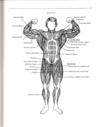 177


                          Front View




                                           Pectoralis major
                                                 Clavicular portion (upper)
                                             .   Sternalportion (lower)
Serratus anterior


   Rectus abdominis
                                       External obliques

          Pectineus

Tensor fasciae latae
 Adductor longus                         Quadriceps
       Sartorius-                          Rectus femoris (middle head)
  Adductor magnus
          Gracilis                         Vastus lateralis (outer head)


                                           Vastus medialis (inner head)




      Tibialis anterior
 