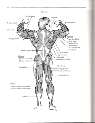 178


                                                Back View

                               Biceps brachii




Brachialis




  Triceps brachii                                                                  Anterior deltoid
                                                                                   (front head)
                                                                                   Medial deltoid
                                                                                   (middle head)
                                                                                   Posterior deltoid

                       Erector spinae                                              (rear head)
                                                                     Teres major
                Gluteals                                         Irifraspinatus
                                                               Rhomboid
                                                            Latissimus dorsi ("lats")



                                                                Hamstrings
                    Iliotibial tract
                                                                 Biceps femoris
                                                                 .Semimembranosus

                                                                  Semitendinosus




      Calves
       Gastrocnemius (outer head)
       Gastrocnemius (inner head)



                         Soleus
 