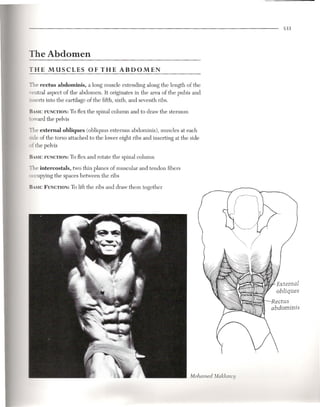 533




The Abdomen
THE MUSCLES               OF THE ABDOMEN

The rectus abdominis, a long muscle extending along the length of the
ventral aspect of the abdomen. It originates in the area of the pubis and
inserts into the cartilage of the fifth, sixth, and seventh ribs.

BASIC FUNCTION: flex the spinal column and to draw the sternum
                  To
toward the pelvis
The external obliques (obliquus externus abdominis), muscles at each
side of the torso attached to the lower eight ribs and inserting at the side
of the pelvis

BASICFUNCTION: flex and rotate the spinal column
            To
The intercostals, two thin planes of muscular and tendon fibers
occupying the spaces between the ribs

BASICFUNCTION:To lift the ribs and draw them together




                                                                       Mohamed Makkawy
 