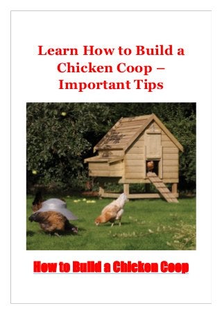 Learn How to Build a
Chicken Coop –
Important Tips
How to Build a Chicken Coop
 