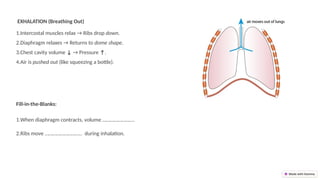 Understanding Breathing Mechanics and Lung Capacity: Inhalation and ...