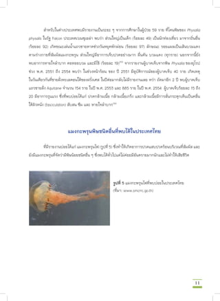 การรักษาและป้องกันการบาดเจ็บและเสียชีวิตจากแมงกะพรุน Box jellyfish กับ Portuguese man-of-war