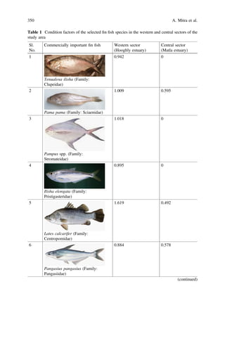 Table 1 Condition factors of the selected ﬁn ﬁsh species in the western and central sectors of the
study area
Sl.
No.
Commercially important ﬁn ﬁsh Western sector
(Hooghly estuary)
Central sector
(Matla estuary)
1
Tenualosa ilisha (Family:
Clupeidae)
0.942 0
2
Pama pama (Family: Sciaenidae)
1.009 0.595
3
Pampus spp. (Family:
Stromateidae)
1.018 0
4
Ilisha elongata (Family:
Pristigasteridae)
0.895 0
5
Lates calcarifer (Family:
Centropomidae)
1.619 0.492
6
Pangasius pangasius (Family:
Pangasiidae)
0.884 0.578
(continued)
350 A. Mitra et al.
 