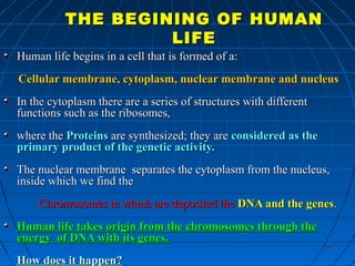 160160
THE BEGINING OF HUMANTHE BEGINING OF HUMAN
LIFELIFE
Human life begins in a cell that is formed of a:Human life begins in a cell that is formed of a:
Cellular membrane, cytoplasm, nuclear membrane and nucleusCellular membrane, cytoplasm, nuclear membrane and nucleus
In the cytoplasm there are a series of structures with differentIn the cytoplasm there are a series of structures with different
functions such as the ribosomes,functions such as the ribosomes,
where thewhere the ProteinsProteins are synthesized; they areare synthesized; they are considered as theconsidered as the
primary product of the genetic activity.primary product of the genetic activity.
The nuclear membrane separates the cytoplasm from the nucleus,The nuclear membrane separates the cytoplasm from the nucleus,
inside which we find theinside which we find the
Chromosomes in which are deposited theChromosomes in which are deposited the DNA andDNA and the genesthe genes..
Human life takes origin from the chromosomes through theHuman life takes origin from the chromosomes through the
energy of DNA with its genes.energy of DNA with its genes.
How does it happen?How does it happen?
 