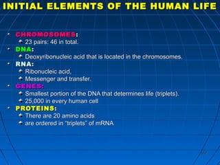 162162
INITIAL ELEMENTS OF THE HUMAN LIFEINITIAL ELEMENTS OF THE HUMAN LIFE
CHROMOSOMESCHROMOSOMES ::
23 pairs: 46 in total.23 pairs: 46 in total.
DNADNA::
Deoxyribonucleic acid that is located in the chromosomes.Deoxyribonucleic acid that is located in the chromosomes.
RNARNA::
Ribonucleic acid,Ribonucleic acid,
Messenger and transfer.Messenger and transfer.
GENES:GENES:
Smallest portion of the DNA that determines life (triplets).Smallest portion of the DNA that determines life (triplets).
25,000 in every human cell25,000 in every human cell
PROTEINSPROTEINS::
There are 20 amino acidsThere are 20 amino acids
are ordered in “triplets” of mRNAare ordered in “triplets” of mRNA
 