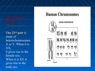 163163
Human Chromosomes
The 23 pairs ofThe 23 pairs of
HumanHuman
Chromosomes.Chromosomes.
The 23rd
pair is
made of
heterochomosomes
X or Y. When it is
XX,
it gives rise to the
female sex;
When it is XY it
gives rise to the
male sex.
 