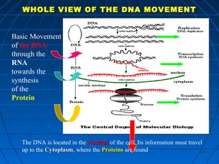 165165
Basic Movement
of the DNA
through the
RNA
towards the
synthesis
of the
Protein
The DNA is located in the NucleusNucleus of the cell. Its information must travel
up to the CytoplasmCytoplasm, where the ProteinsProteins are found
WHOLE VIEW OF THE DNA MOVEMENTWHOLE VIEW OF THE DNA MOVEMENT
 