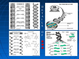 169169
D
E
T
A
I
L
S
O
F
DD
NN
AA
 