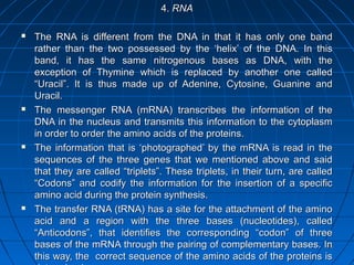 170170
4.4. RNARNA
 The RNA is different from the DNA in that it has only one bandThe RNA is different from the DNA in that it has only one band
rather than the two possessed by the ‘helix’ of the DNA. In thisrather than the two possessed by the ‘helix’ of the DNA. In this
band, it has the same nitrogenous bases as DNA, with theband, it has the same nitrogenous bases as DNA, with the
exception of Thymine which is replaced by another one calledexception of Thymine which is replaced by another one called
“Uracil”. It is thus made up of Adenine, Cytosine, Guanine and“Uracil”. It is thus made up of Adenine, Cytosine, Guanine and
Uracil.Uracil.
 The messenger RNA (mRNA) transcribes the information of theThe messenger RNA (mRNA) transcribes the information of the
DNA in the nucleus and transmits this information to the cytoplasmDNA in the nucleus and transmits this information to the cytoplasm
in order to order the amino acids of the proteins.in order to order the amino acids of the proteins.
 The information that is ‘photographed’ by the mRNA is read in theThe information that is ‘photographed’ by the mRNA is read in the
sequences of the three genes that we mentioned above and saidsequences of the three genes that we mentioned above and said
that they are called “triplets”. These triplets, in their turn, are calledthat they are called “triplets”. These triplets, in their turn, are called
“Codons” and codify the information for the insertion of a specific“Codons” and codify the information for the insertion of a specific
amino acid during the protein synthesis.amino acid during the protein synthesis.
 The transfer RNA (tRNA) has a site for the attachment of the aminoThe transfer RNA (tRNA) has a site for the attachment of the amino
acid and a region with the three bases (nucleotides), calledacid and a region with the three bases (nucleotides), called
“Anticodons”, that identifies the corresponding “codon” of three“Anticodons”, that identifies the corresponding “codon” of three
bases of the mRNA through the pairing of complementary bases. Inbases of the mRNA through the pairing of complementary bases. In
this way, the correct sequence of the amino acids of the proteins isthis way, the correct sequence of the amino acids of the proteins is
 