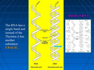 171171
The RNA has a
single band and
instead of the
Thymine it has
another
substance:
URACIL.URACIL.
Details of RNADetails of RNA
 