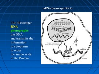 172172
mRNA (messenger RNA)
The MThe Messenger
RNARNA
photographs
the DNA
and transmits the
information
to cytoplasm
to order
the amino acids
of the Protein.
 