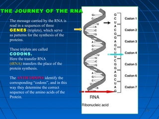 173173
The message carried by the RNA is
read in a sequences of three
GENESGENES (triplets), which serve
as patterns for the synthesis of the
proteins.
These triplets are called
CODONS.CODONS.
Here the transfer RNA
(tRNA) transfers the place of the
protein synthesis.
The ANTICODONSANTICODONS identify the
corresponding “codons”, and in this
way they determine the correct
sequence of the amino acids of the
Protein.
THE JOURNEY OF THE RNATHE JOURNEY OF THE RNA
 