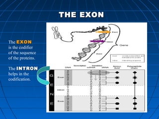 175175
The EXONEXON
is the codifier
of the sequence
of the proteins.
The INTRONINTRON
helps in the
codification.
THE EXONTHE EXON
 