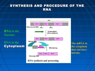 176176
SYNTHESIS AND PROCEDURE OF THESYNTHESIS AND PROCEDURE OF THE
RNARNA
RNA in the
Nucleus.
RNA in the
CytoplasmCytoplasm
The mRNA in
the cytoplasm
does not have
introns.
 
