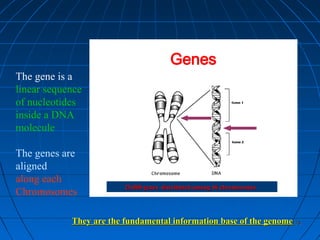 178178
Genes
The gene is a
linear sequence
of nucleotides
inside a DNA
molecule
The genes are
aligned
along each
Chromosomes
They are the fundamental information base of the genomeThey are the fundamental information base of the genome
25,000 genes distributed among 46 chromosomes25,000 genes distributed among 46 chromosomes
 