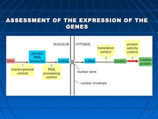 179179
ASSESSMENT OF THE EXPRESSION OF THEASSESSMENT OF THE EXPRESSION OF THE
GENESGENES
 