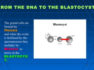 183183
BlastocystThe gonad cells are
formed by
MeiosisMeiosis
and when the ovule
is fertilised by the
spermatozoon they
multiply by
MitosisMitosis to
arrive at the
BLASTOCYSBLASTOCYS
T.T.
FROM THE DNA TO THE BLASTOCYSTFROM THE DNA TO THE BLASTOCYST
 