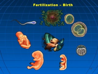 185185
Fertilization – BirthFertilization – Birth
 