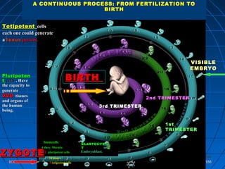 186186
186186
BLASTOCYSBLASTOCYS
TT
VISIBLEVISIBLE
EMBRYOEMBRYO
1st1st
TRIMESTERTRIMESTER
2nd TRIMESTER2nd TRIMESTER
3rd TRIMESTER3rd TRIMESTER
BIRTHBIRTH
A CONTINUOUS PROCESS: FROM FERTILIZATION TOA CONTINUOUS PROCESS: FROM FERTILIZATION TO
BIRTHBIRTH
ZYGOTEZYGOTE 30 hours
4 totipotent cells
4 days: Morula:
12 pluripotent cells
Stemcells
Embryoblast.
TotipotentTotipotent cellscells
each one could generateeach one could generate
aa humanhuman person.person.
PluripotenPluripoten
tt cellscells . Have. Have
the capacitythe capacity toto
generategenerate
220220 tissuestissues
and organs ofand organs of
the humanthe human
being.being.
 