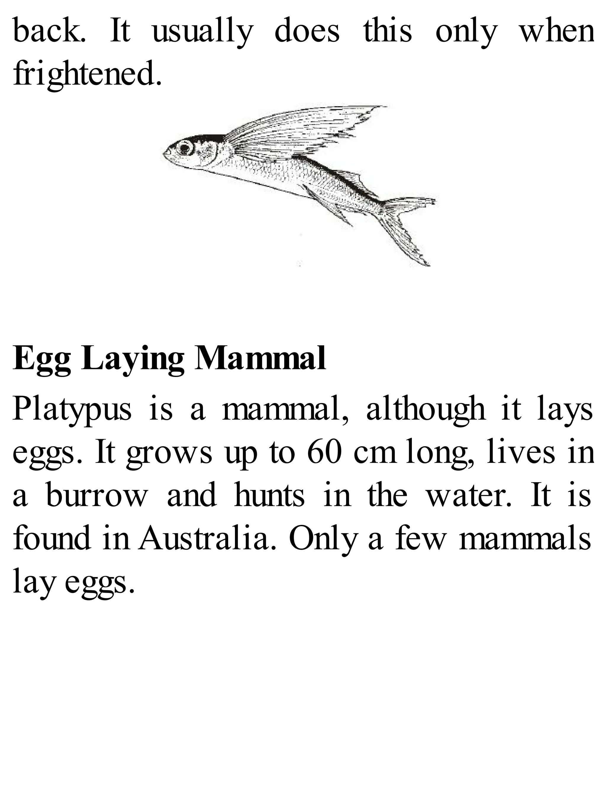 back. It usually does this only when
frightened.
Egg Laying Mammal
Platypus is a mammal, although it lays
eggs. It grows up to 60 cm long, lives in
a burrow and hunts in the water. It is
found in Australia. Only a few mammals
lay eggs.
 